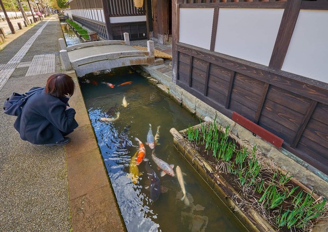 Carpe dans la rue Tonomachi, Tsuwano