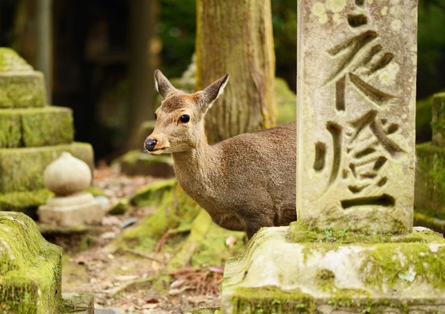 Cerf sika au sanctuaire de Kasugataisha, Nara