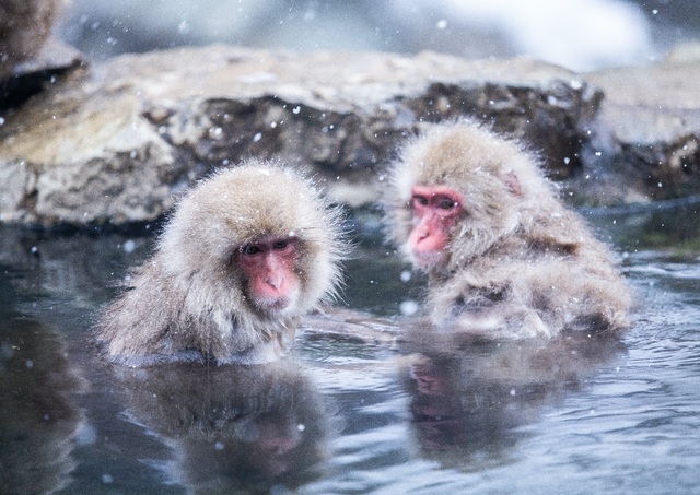 Macaques des neiges se baignant dans les sources chaudes du parc de Jigokudani, Shibu Onsen