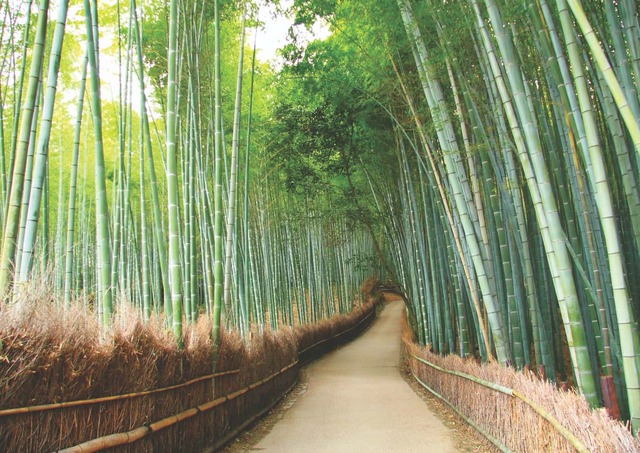 Arashiyama, la forêt de bambous de Kyoto 