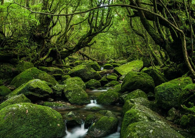 Les forêts de Yakushima