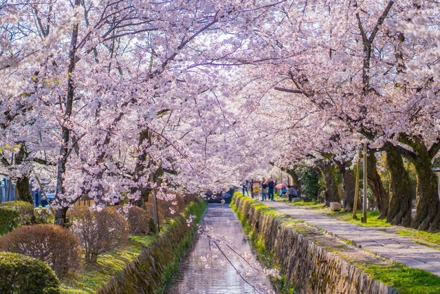 Le chemin de la Philosophie au printemps, Kyoto