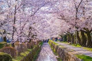 Le chemin de la Philosophie au printemps, Kyoto