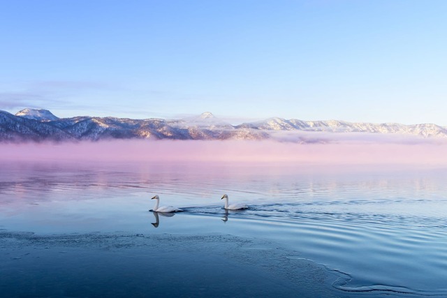 Cygnes sur le lac Kussharo