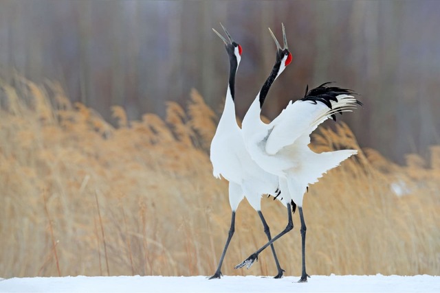 Grues japonaises à couronne rouge à Kushiro