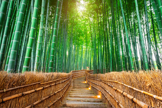 Forêt de bambous, Arashiyama