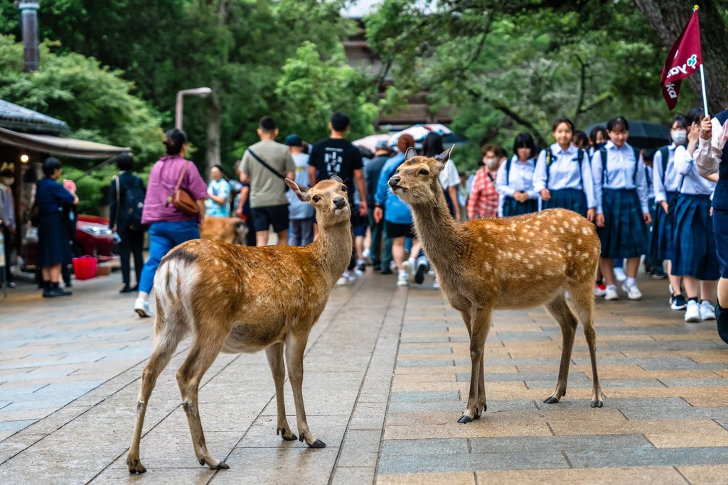 Cerf Sika au parc de Nara au Japon