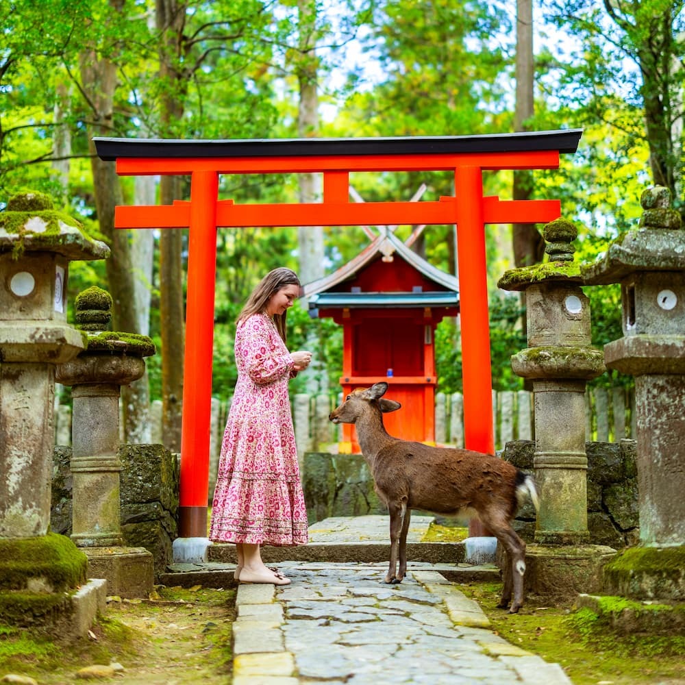 Touriste nourrissant un cerf sika adulte dans le parc de Nara, au Japon, avec une porte torii rouge en arrière-plan.
