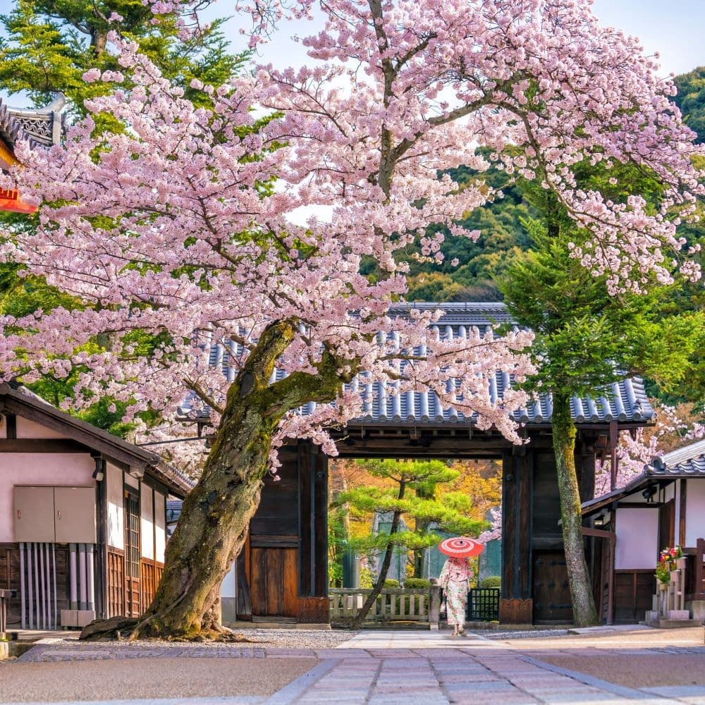 Jeune femme en kimono et ombrelle entrant dans un temple aux cerisiers en fleurs, Japon
