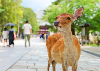 Un cerf de Nara