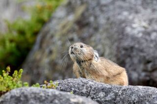 Lapin Pika ou