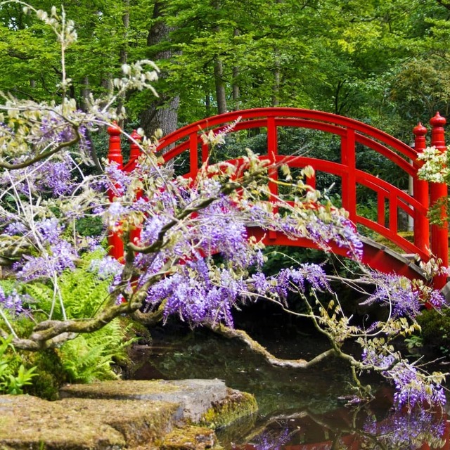 Pont rouge dans un jardin japonais fleuri au printemps, Japon
