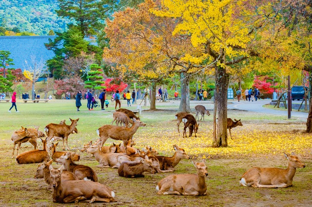 Cerfs sika du parc de Nara 