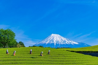 Cueillette des feuilles de thé vert dans les montagnes japonaises 