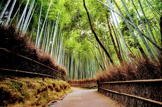 Bambouseraie d’Arashiyama, Kyoto 