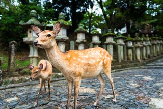 Cerfs au sanctuaire Kasuga Taisha de Nara 