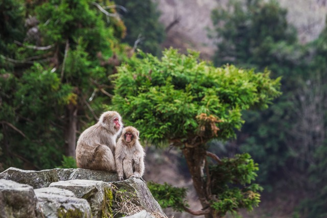 Singes du parc de Jigokudani près de Yudanaka 