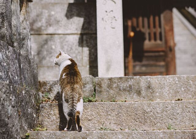 Chat dans les rues d’Onomichi, Japon