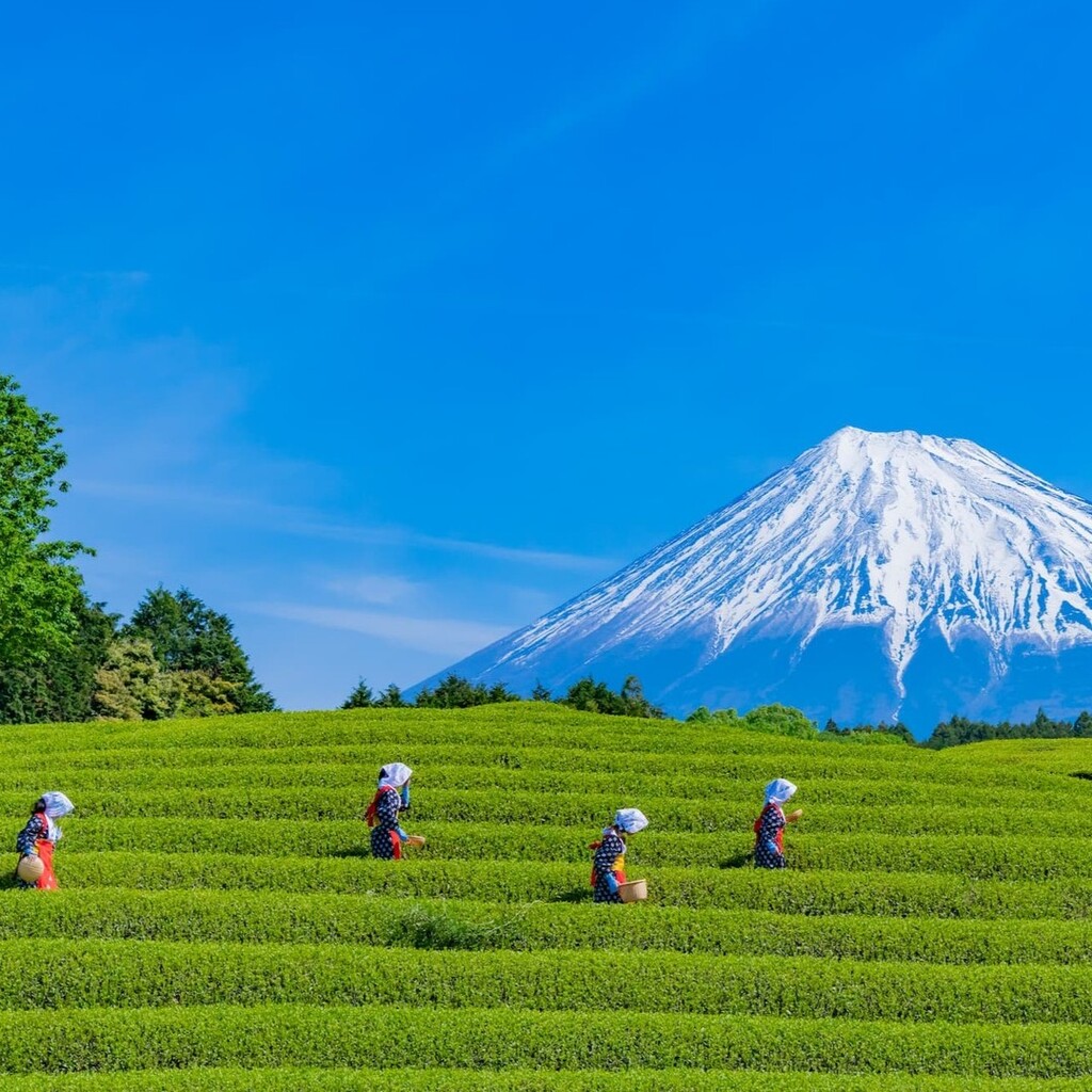 Cueillette des feuilles de the vert