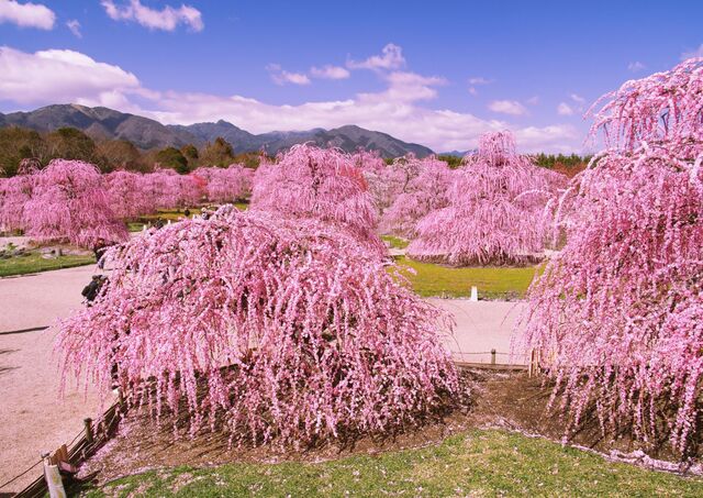 Pruniers en fleurs au Suzuka Forest Garden de Mie, Japon
