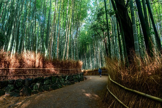 Balade au cœur de la bambouseraie d’Arashiyama, Kyoto 