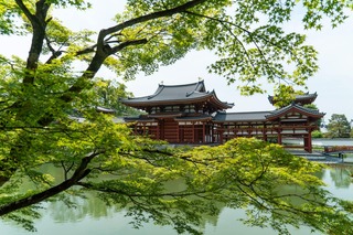 Temple Byodo-in et érable japonais, Uji 