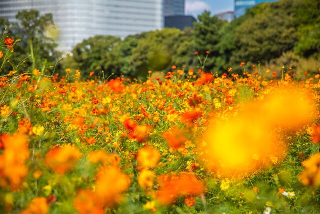 Champ de cosmos du jardin Hamarikyu, Tokyo 