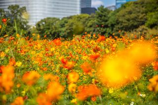 Champ de cosmos du jardin Hamarikyu, Tokyo 