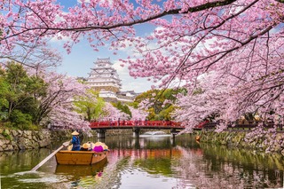 Château d’Himeji au printemps 