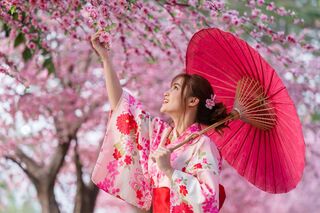 Jeune femme en yukata sous les cerisiers en fleur 