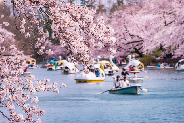 Parc Ueno à Tokyo sous les cerisiers en fleur 