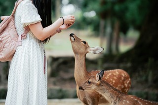 Cerfs de Nara 