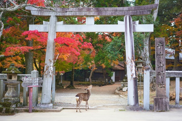 Sanctuaire Kasuga Taisha, Nara 