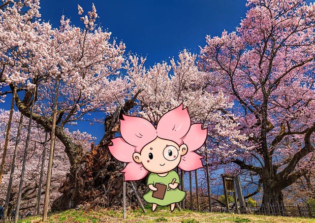 Mono-chan devant un cerisier Jindai Zakura au Japon