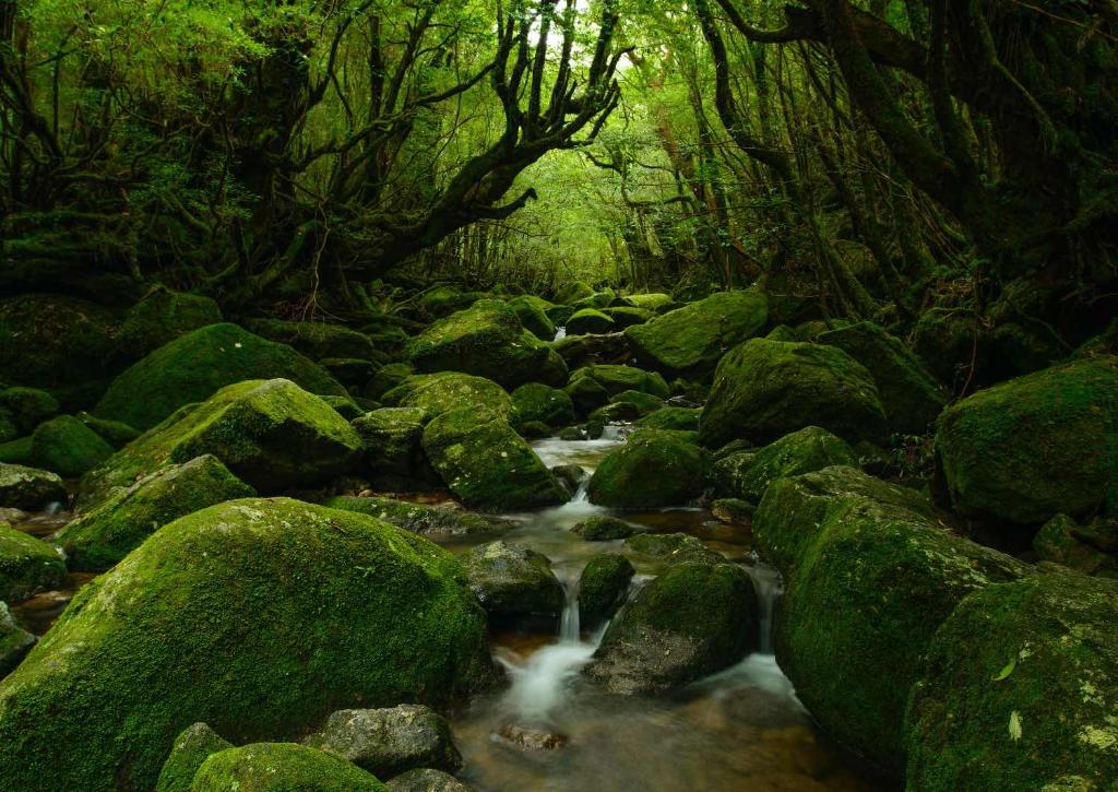 Forêt de Yakushima
