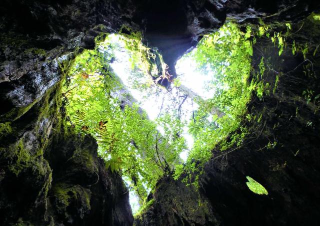 Souche de Wilson, Yakushima