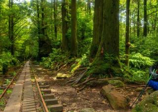Chemins de randonnée et train dans la forêt de Yakushima