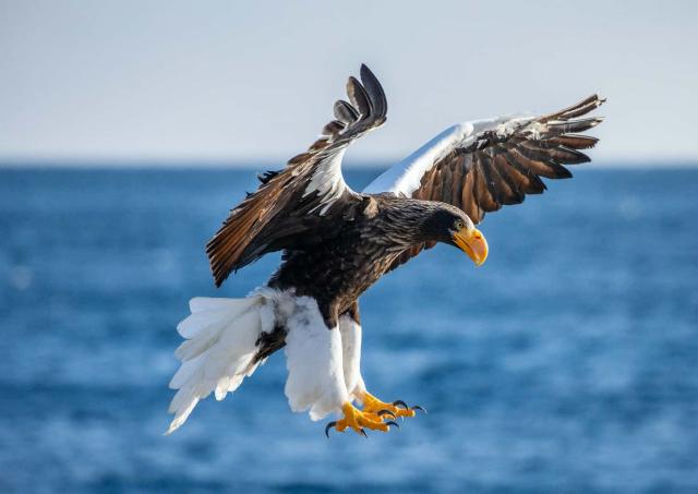 Aigle de Steller dans le parc national de Shiretoko
