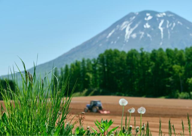 Ferme sous le mont Yotei, Niseko