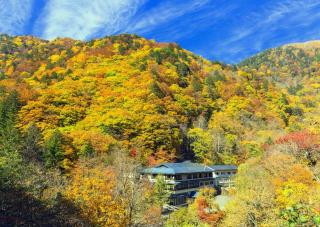 Forêts d'Izu-kogen en automne