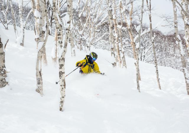 Ski hors-piste à Niseko