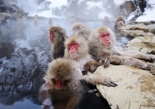 Macaques des neiges se baignant dans les sources chaudes du parc de Jigokudani