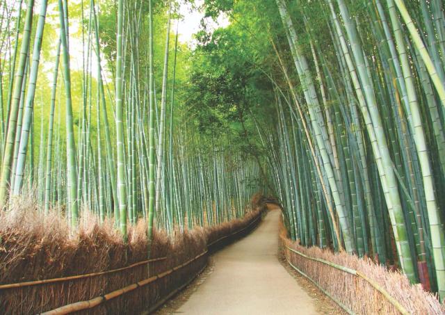Arashiyama, la forêt de bambous de Kyoto