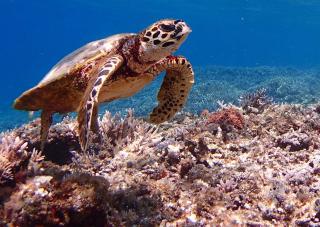 Snorkeling parmi les tortues de mer sur la plage d'Aka
