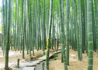 Forêt de bambous, temple Hokokuji