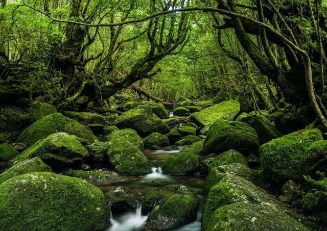Les forêts de Yakushima