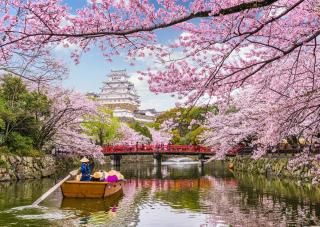 Visite du château d'Himeji en bateau pendant la floraison des cerisiers