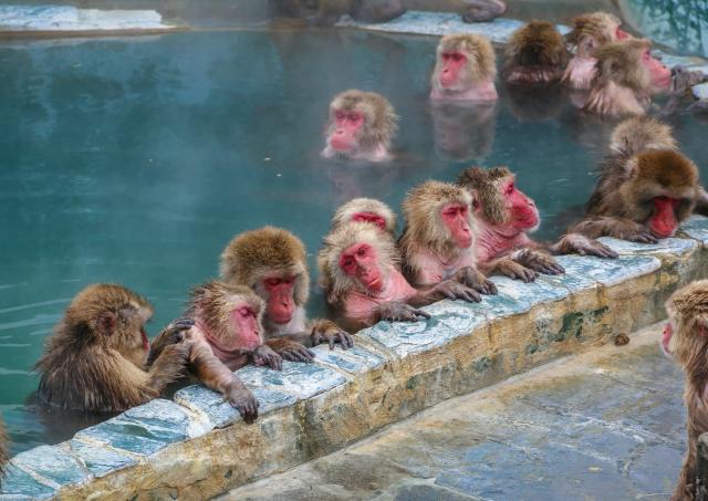 Singes des neiges se baignant dans des onsen à Yunokawa