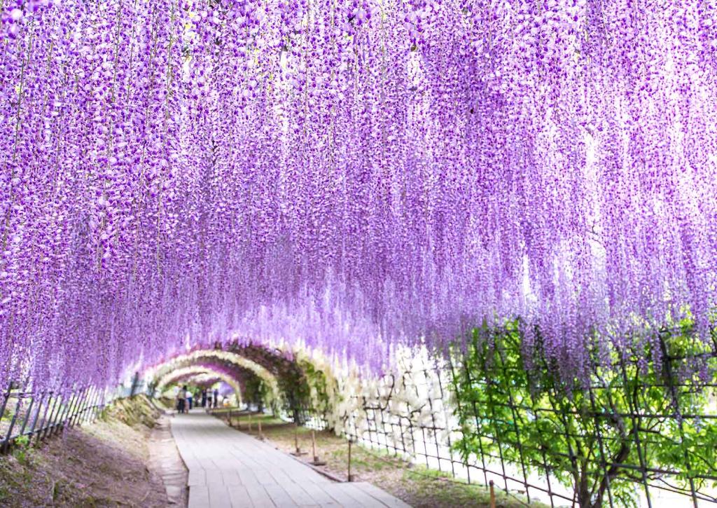 Tunnel de glycines du jardin Kawachi Fuji