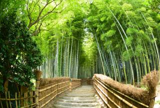 Sanctuaire de Fushimi Inari, Kyoto